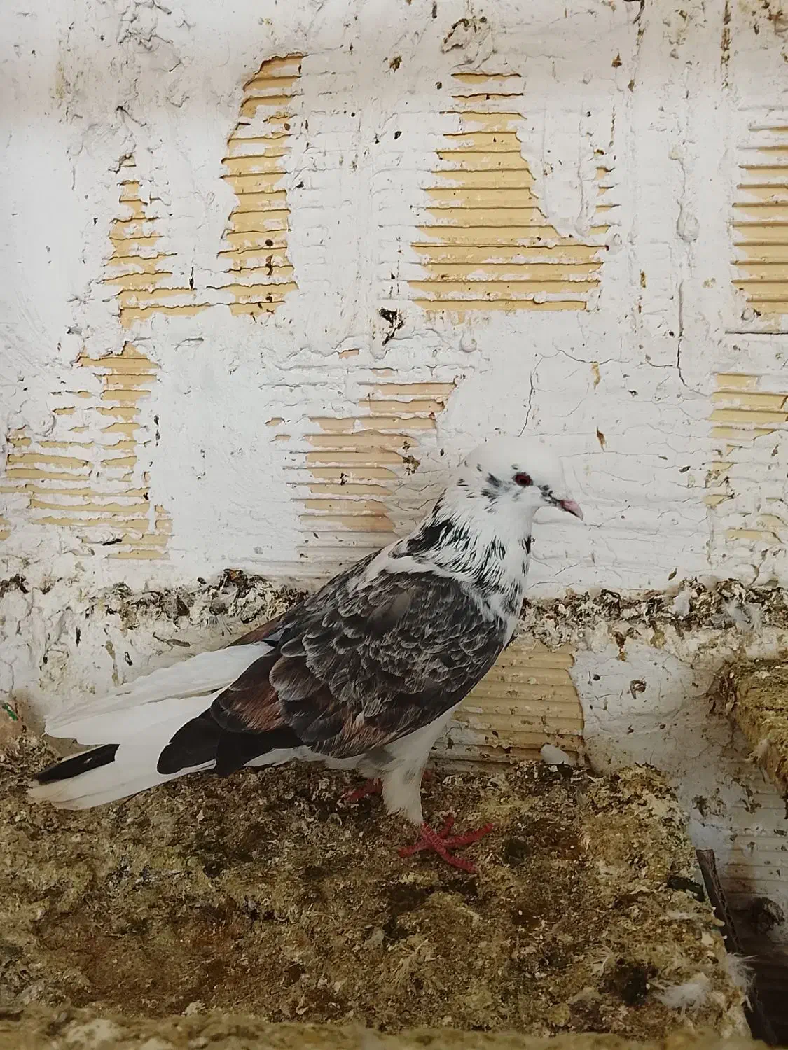 کبوتر|حیوانات|کرمانشاه, |دیوار