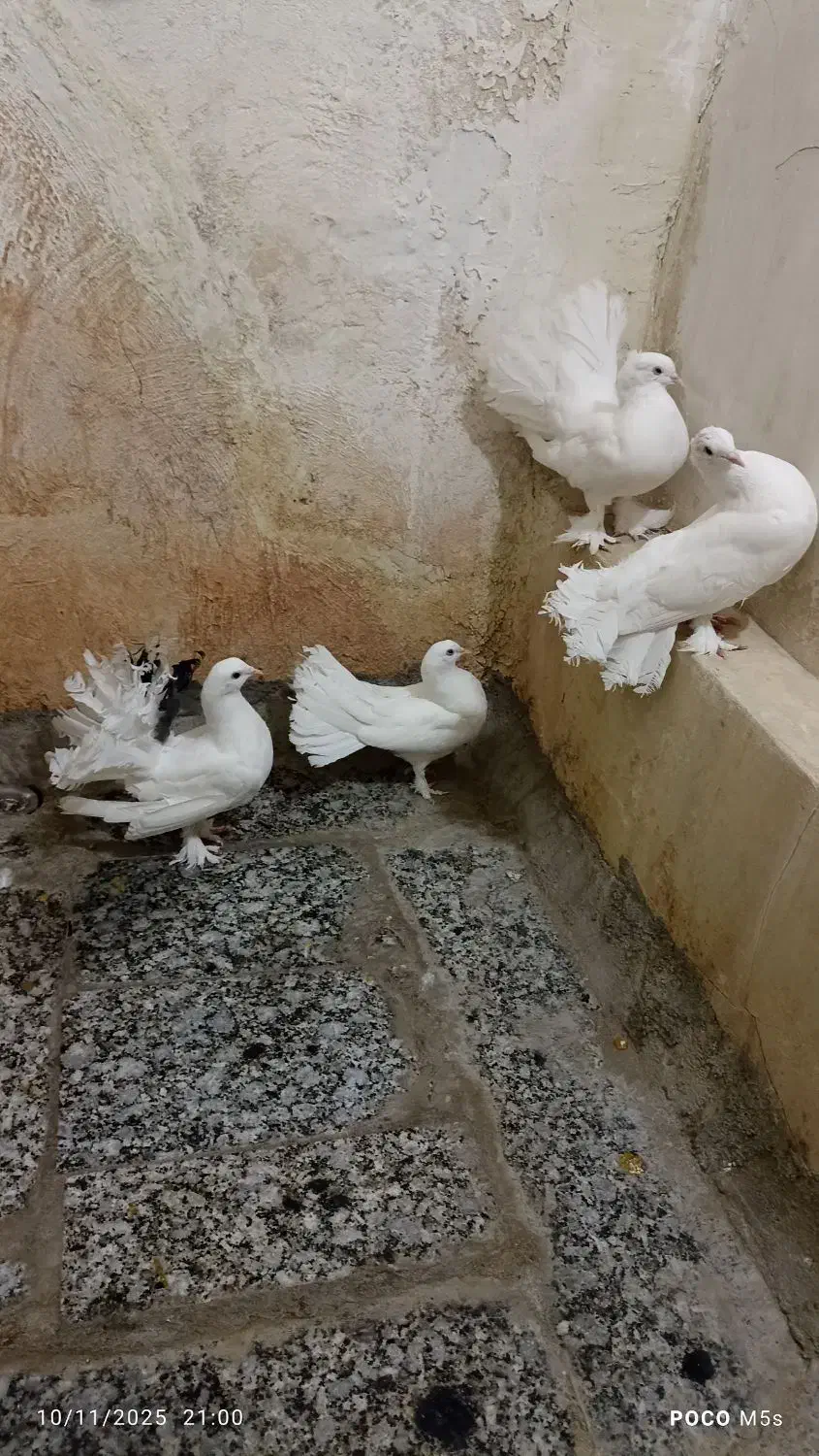 فروش کفترای چتری|پرنده|قم, حاج زینل|دیوار