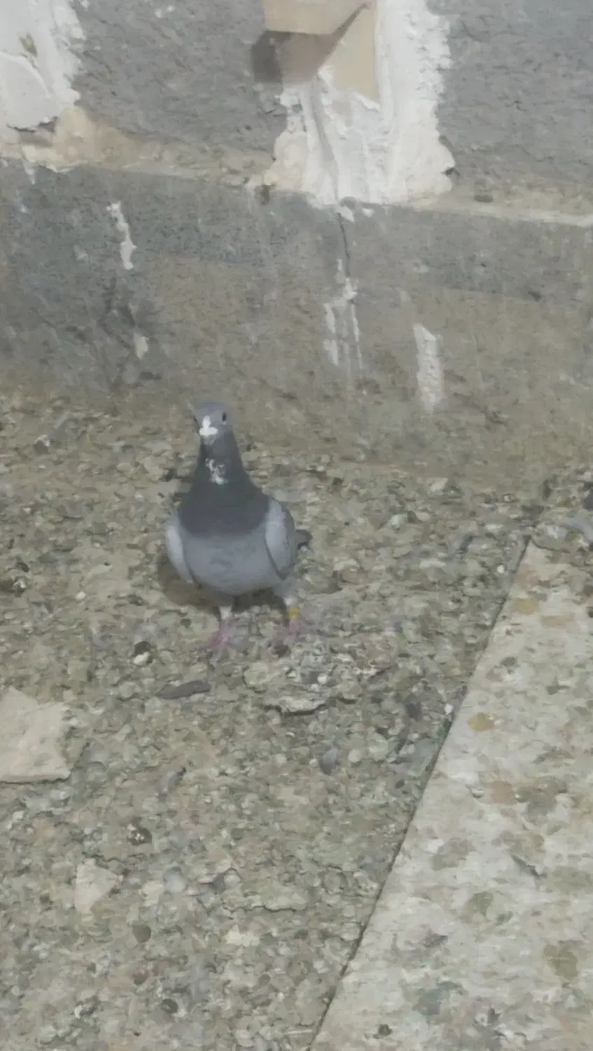 کفتر شب بازی|پرنده|فسا, |دیوار