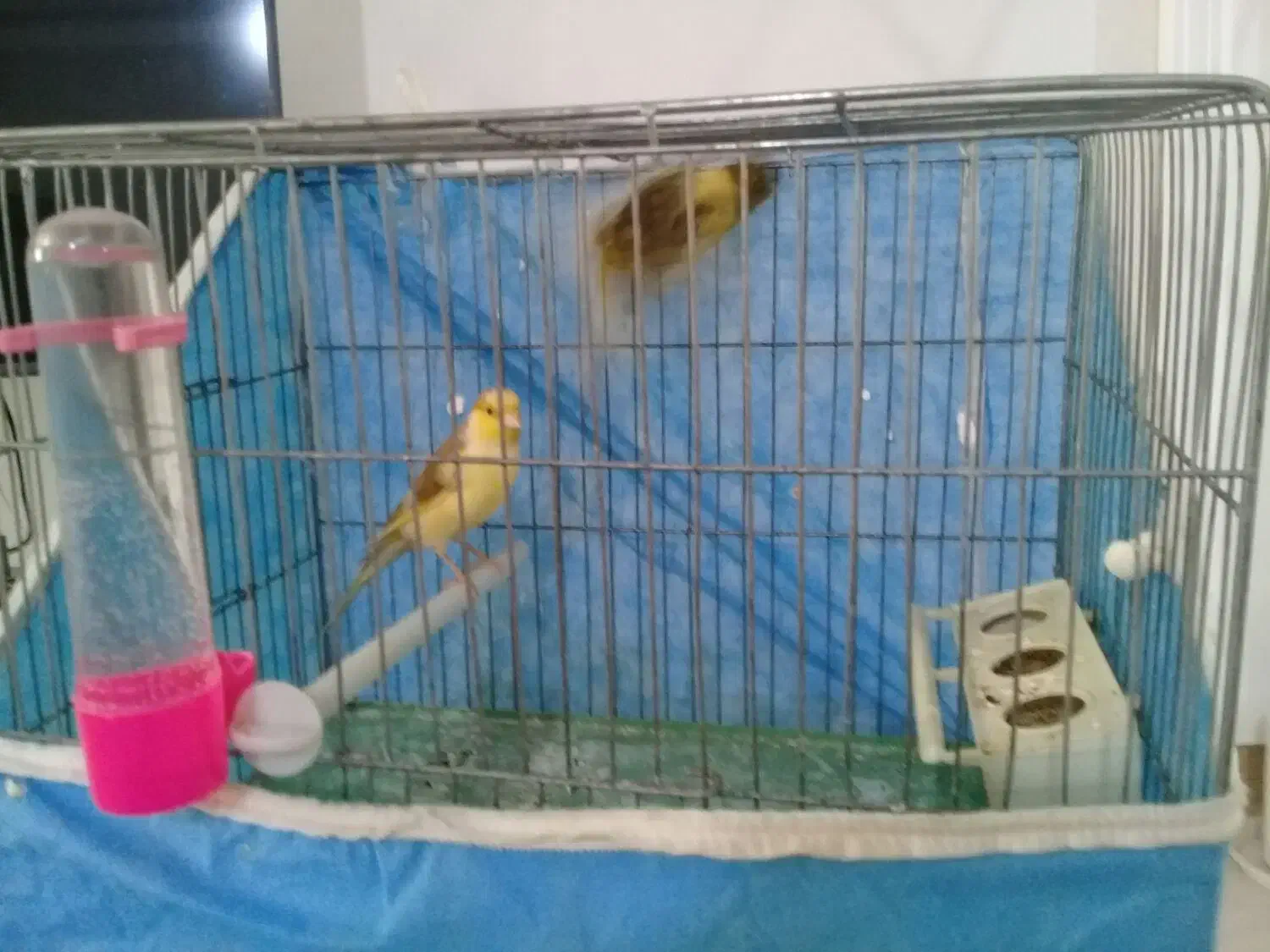 قناری|پرنده|تاکستان, |دیوار