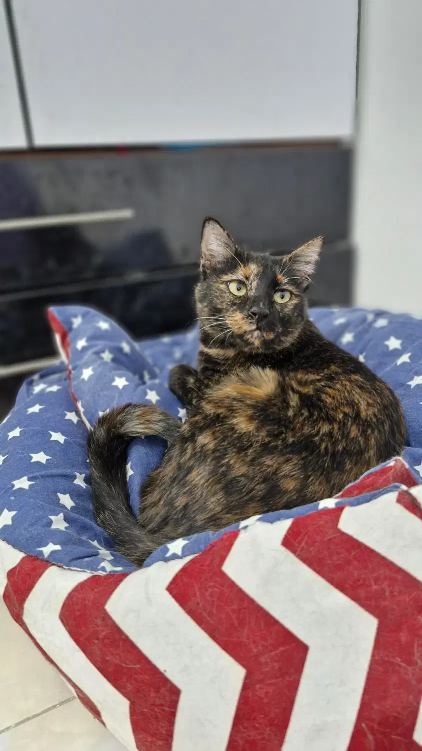 واگذاری|گربه|کرمانشاه, |دیوار