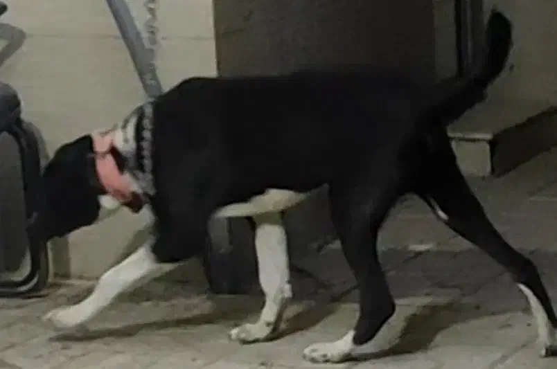 واگذاری توله نر سگ افغان اصیل گله ای ونگهبان|سگ|مشهد, امامیه (شهرک غرب)|دیوار