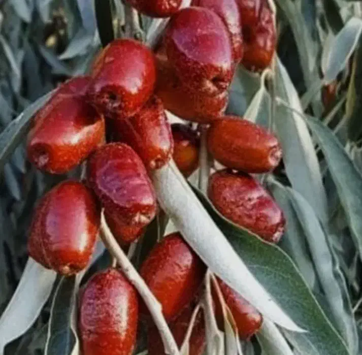 نهال سنجد حاج حسینی|خدمات باغبانی و درختکاری|تاکستان, |دیوار