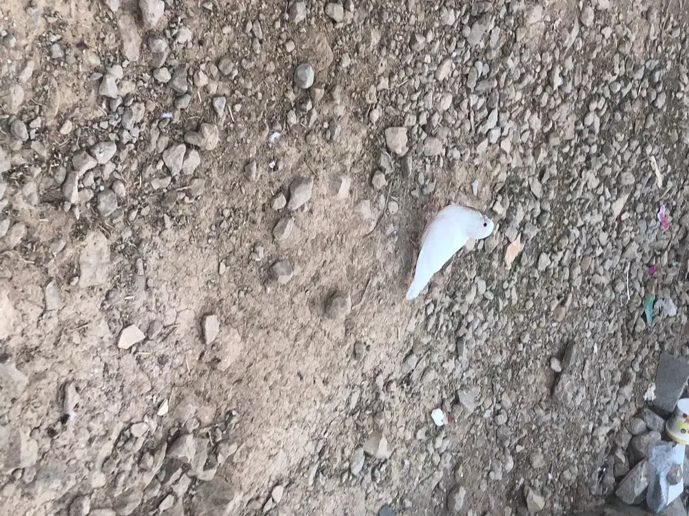 کفتر|پرنده|ایذه, |دیوار