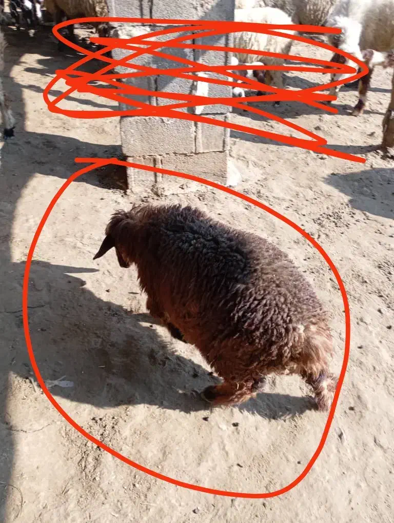 بره ماده به فروش می رسد|حیوانات مزرعه|رستم, |دیوار