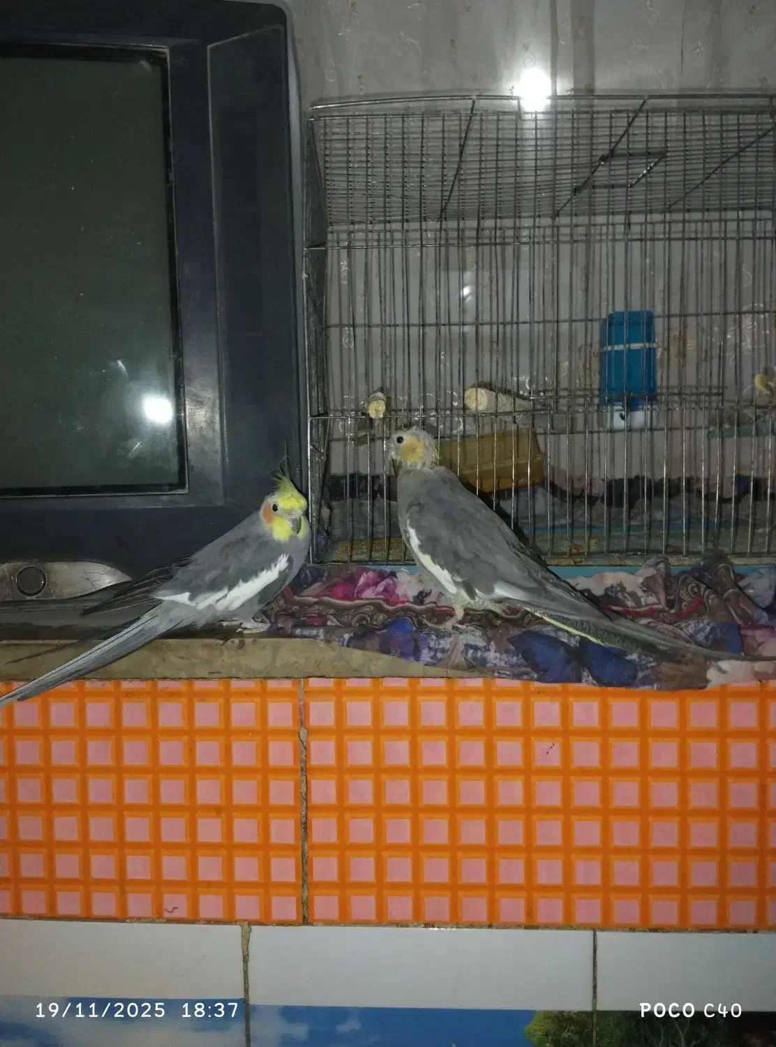 فروشی|پرنده|زهک, |دیوار