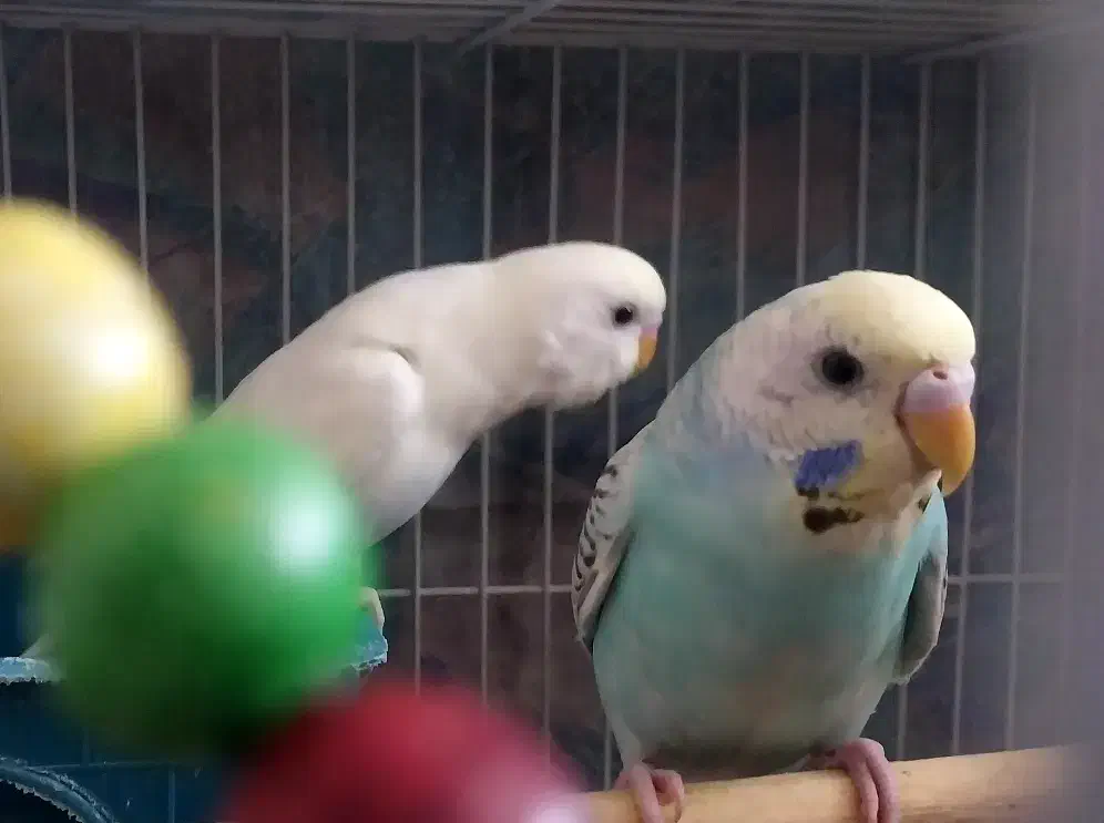 مرغ عشق|پرنده|مشهد, شهید هاشمی نژاد|دیوار