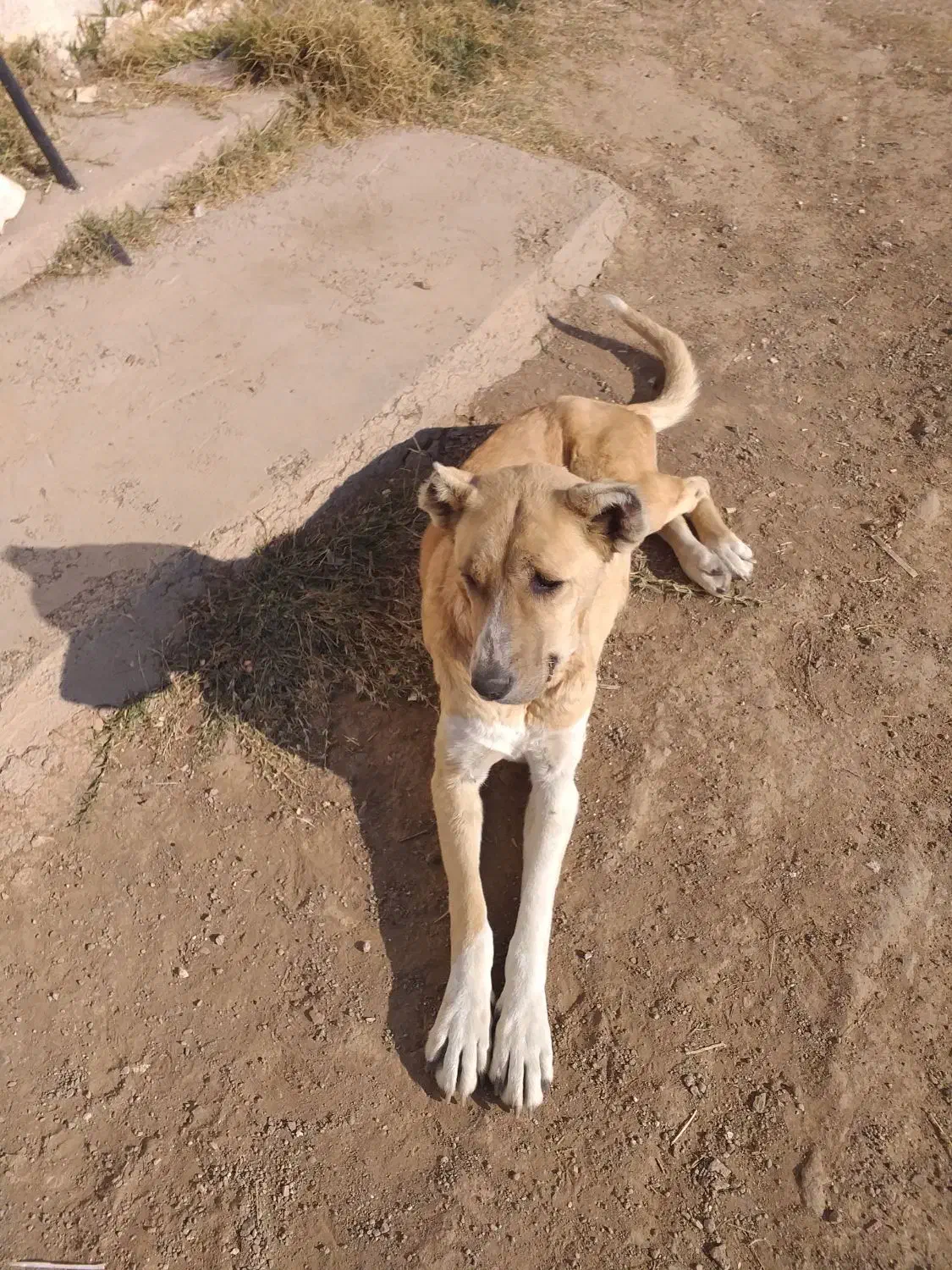 سگ سرابی ماده|سگ|نمین, |دیوار