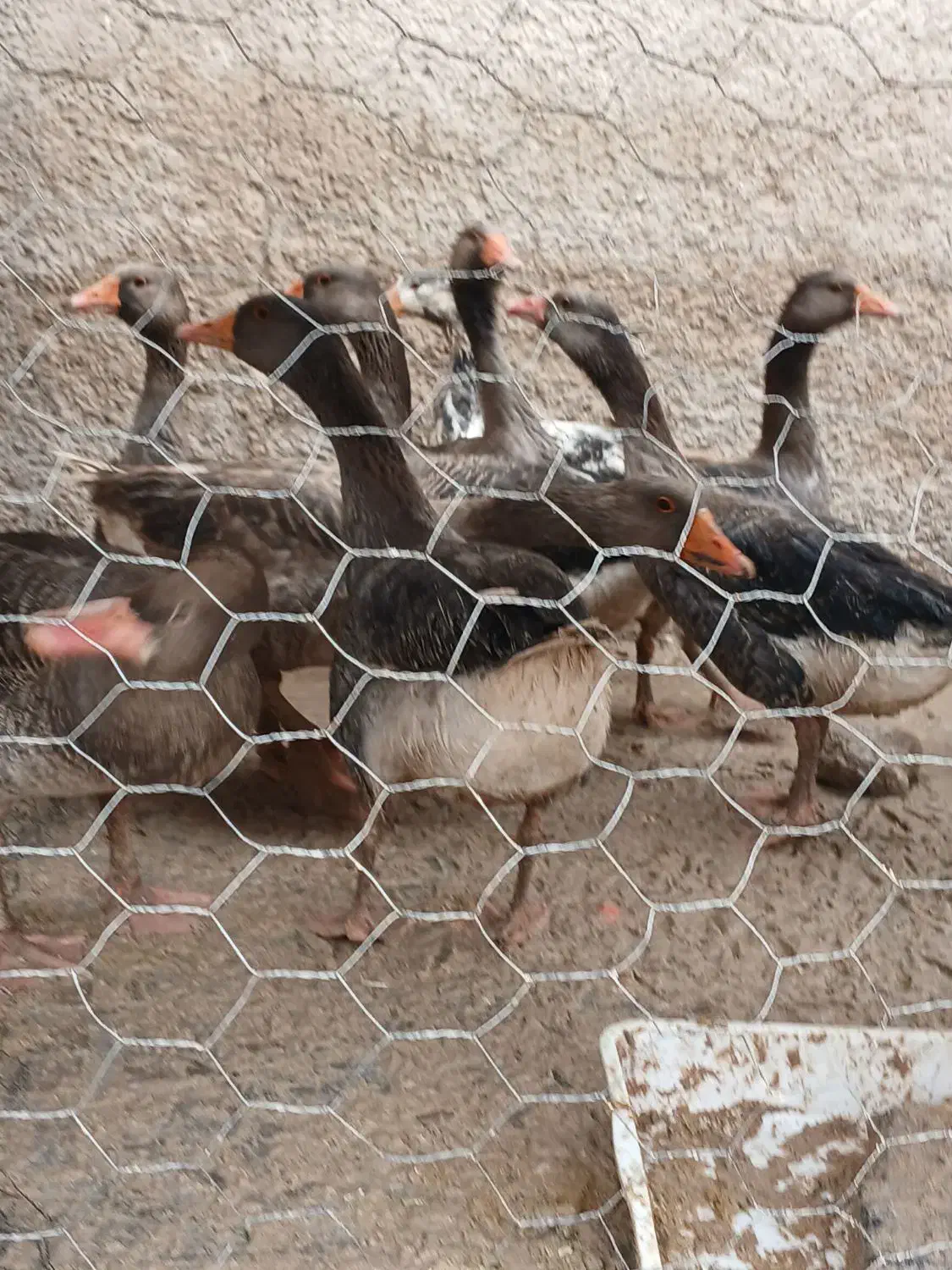 بوقلمون محلی وغاز درجه یک|حیوانات مزرعه|شیراز, شهدای شهرک سعدی|دیوار