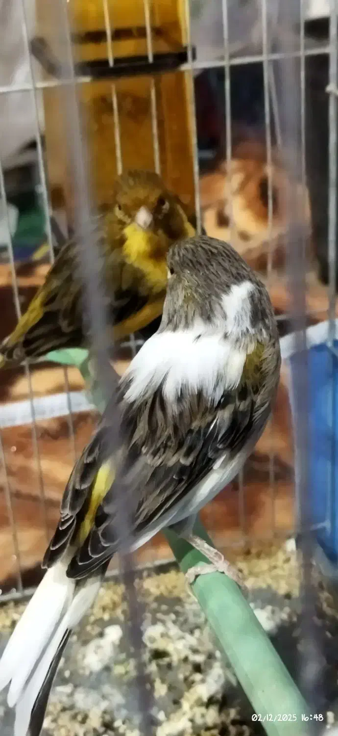 قناری|پرنده|ملکان, |دیوار