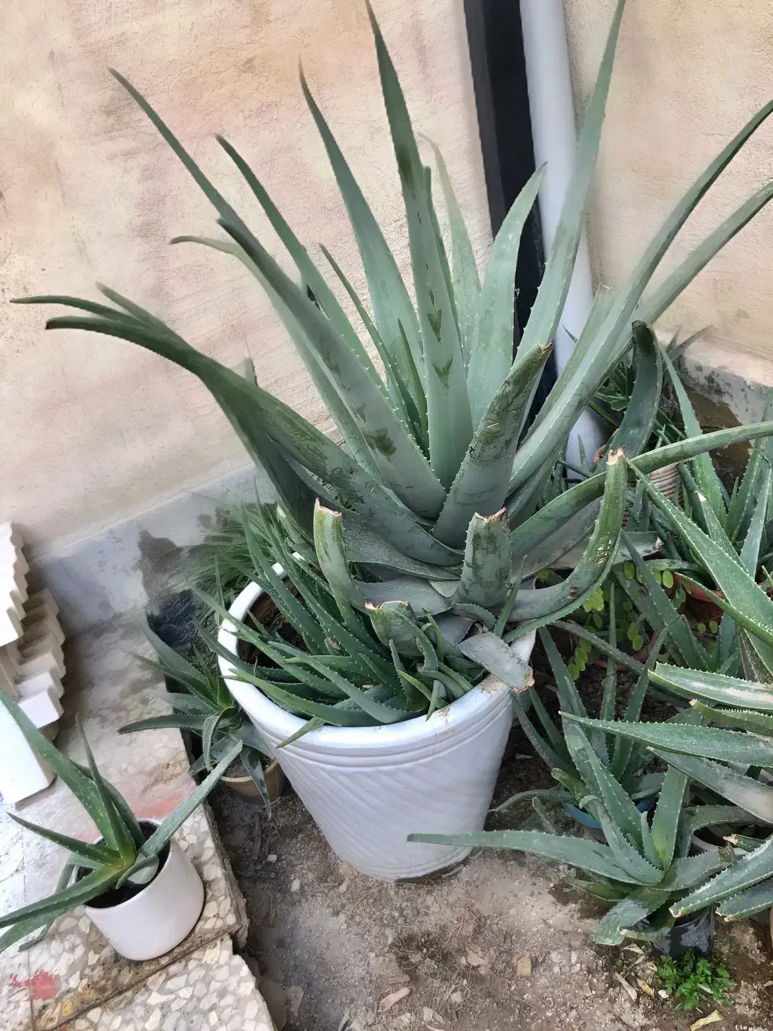 گل طبیعی|گل و گیاه طبیعی|اسلامشهر, شهرک انبیا|دیوار