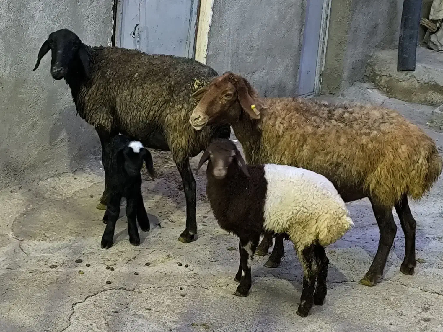 گوسفند جوان با بره|حیوانات مزرعه|ماهیدشت, |دیوار