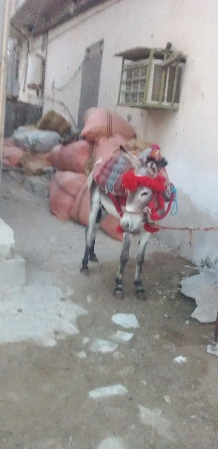 الاغ نر جوان|حیوانات مزرعه|عسلویه, |دیوار