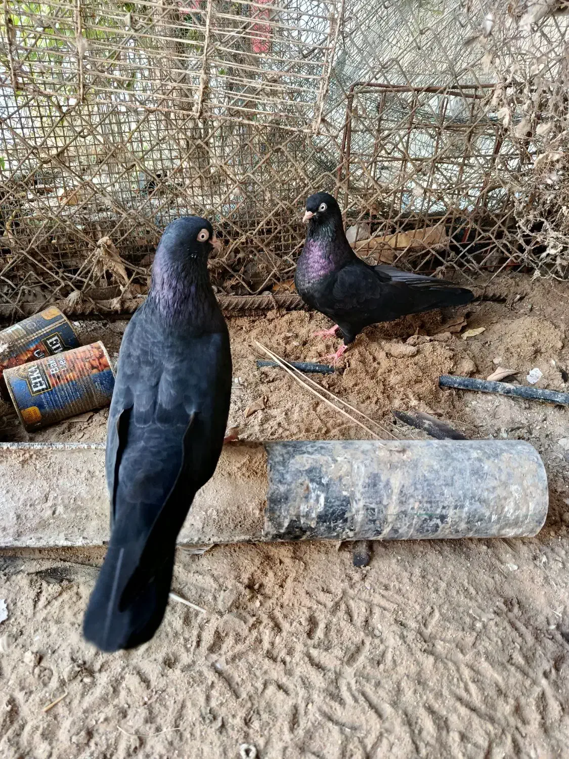 فروش زاغ چشم ونوک بندر لنگه|پرنده|بندرلنگه, |دیوار