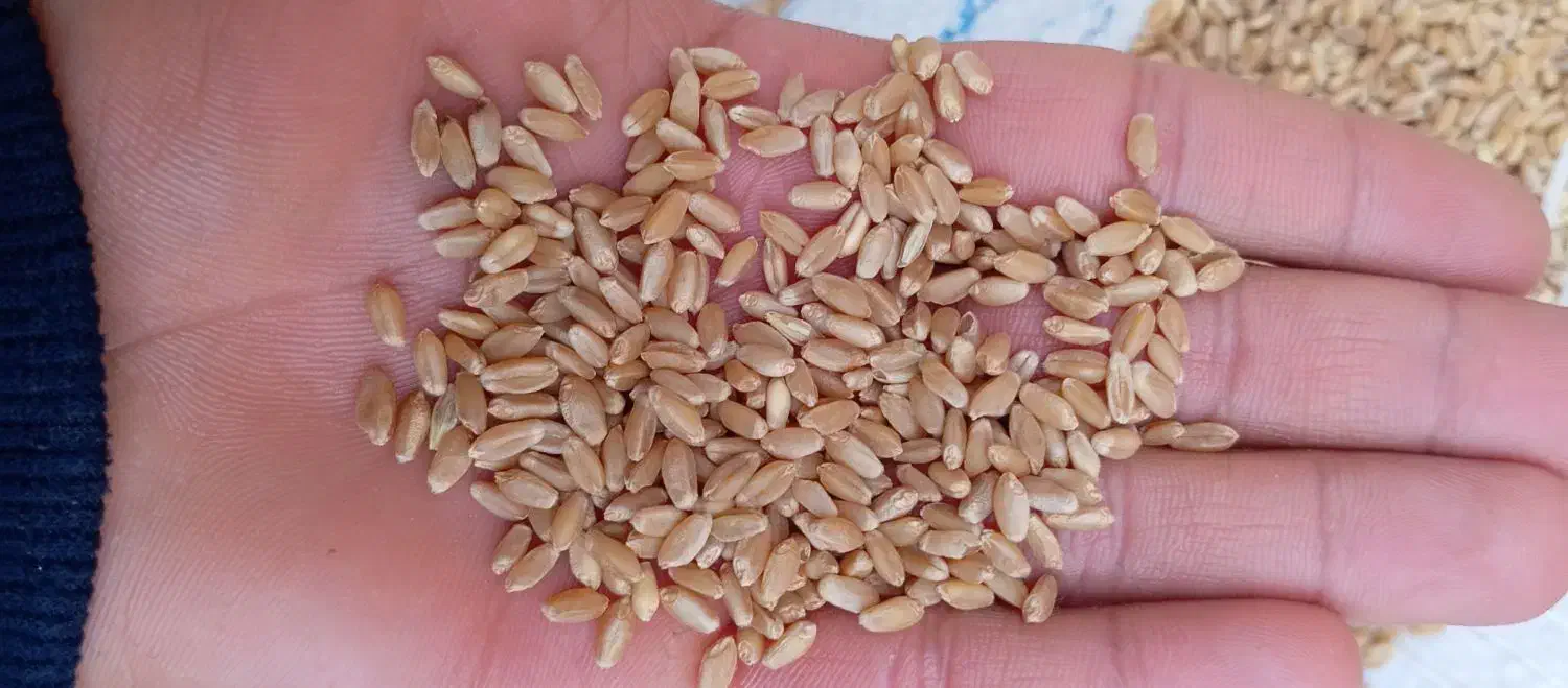 گندم چمران|حراج|سوسنگرد, |دیوار