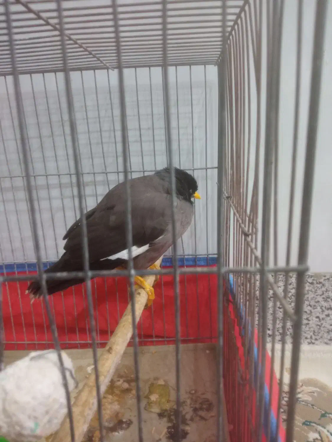 مینا سر حال|پرنده|قم, وادی السلام|دیوار