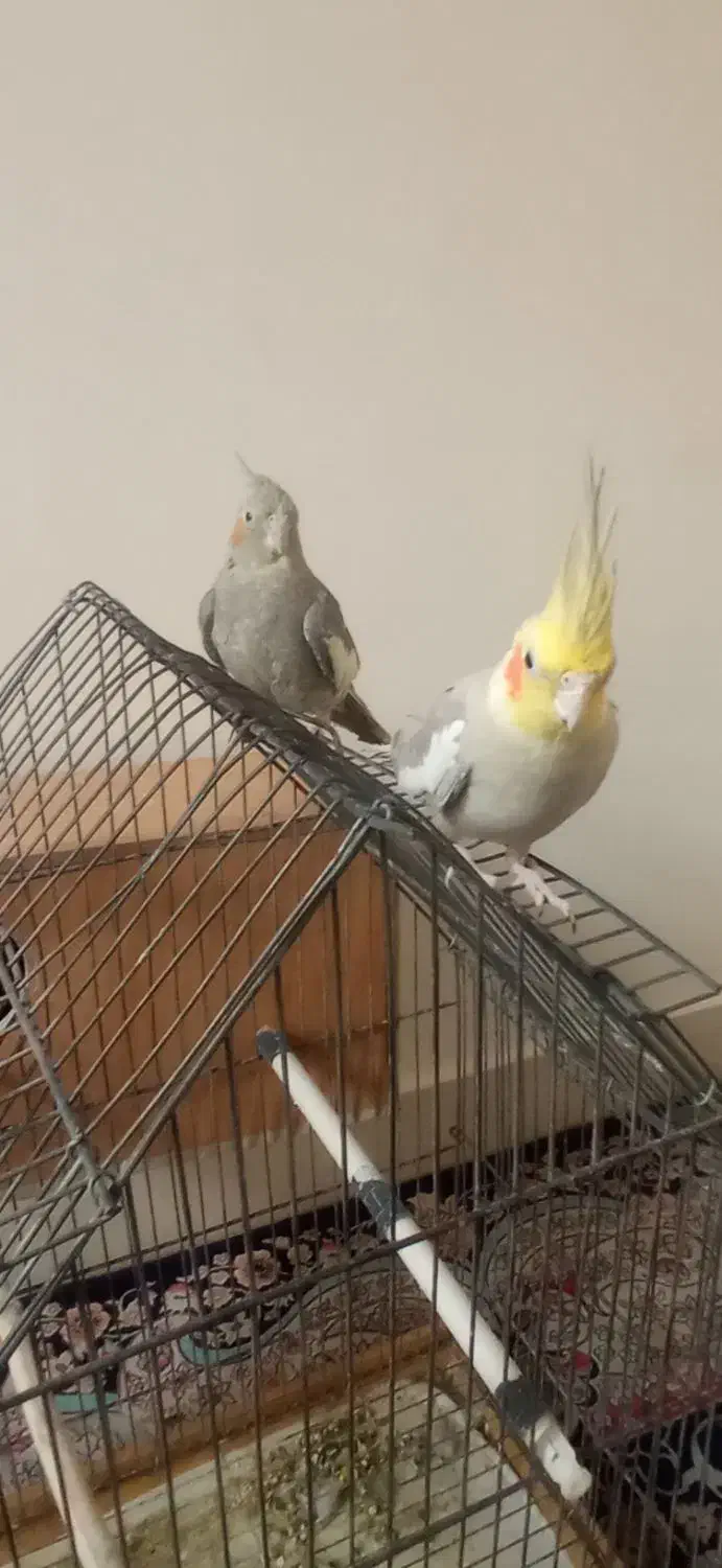 یک جفت عروس هلندی|پرنده|تهران, سبلان (لشگر)|دیوار