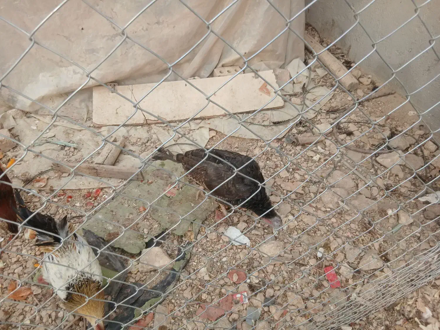 فروش بوقلمون و جوجه خروس محلی|حیوانات مزرعه|زرقان, |دیوار