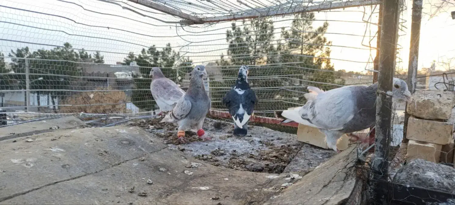 کفتر صید|پرنده|تربت جام, شهید غلام زاده|دیوار