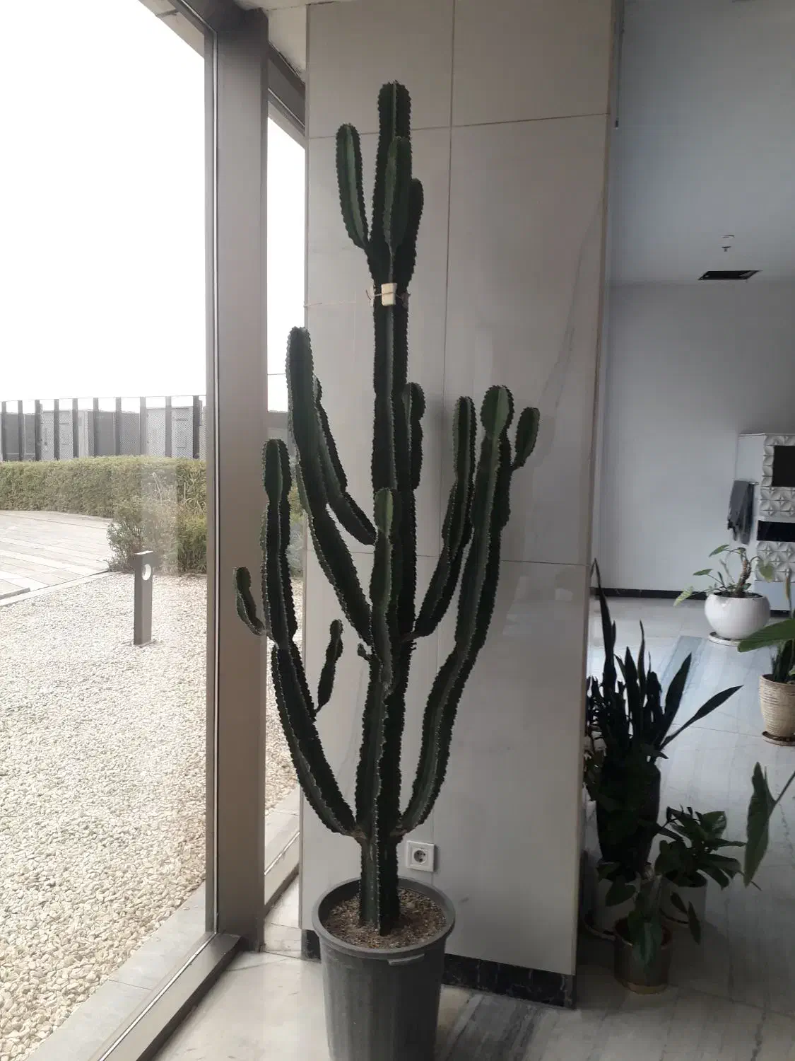 گلدان آفربیا اینجنس(کاکتوس)|گل و گیاه طبیعی|تهران, شهرک آتی شهر|دیوار