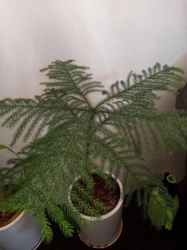 سیم کارت ۹۱۶۴۴۳۱۹۷۹|سیمکارت|قم, باغ شازده|دیوار