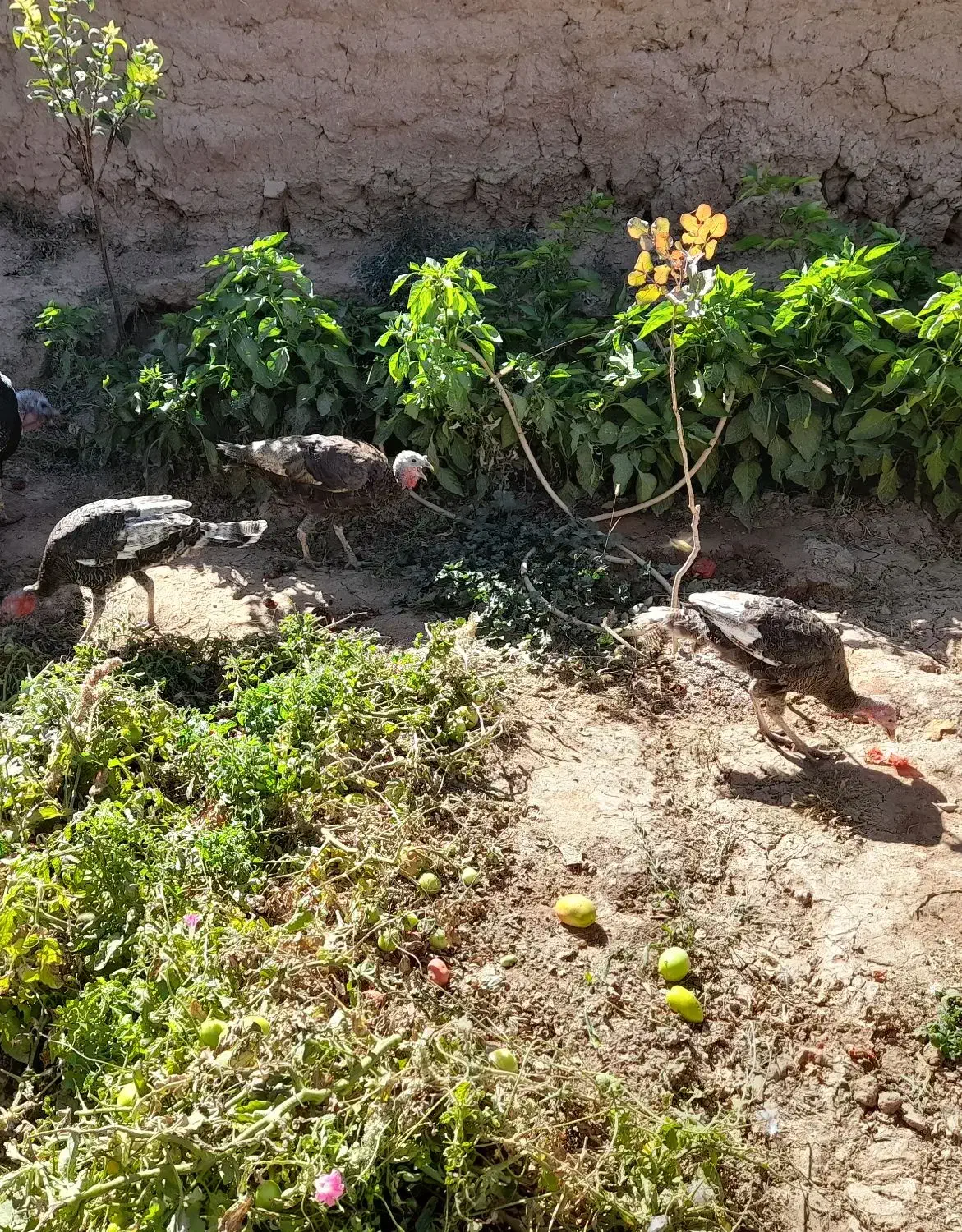 بوقلمون  محلی ۳عدد|حیوانات مزرعه|قیدار, |دیوار