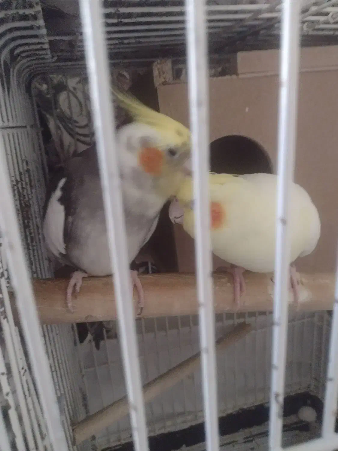 عروس هلندی جفت مولد|پرنده|تهران, شهرک خرازی|دیوار