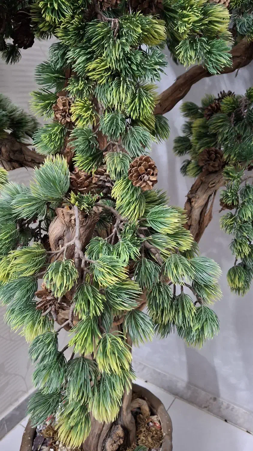 درختچه کاج|گل مصنوعی|گرگان, |دیوار