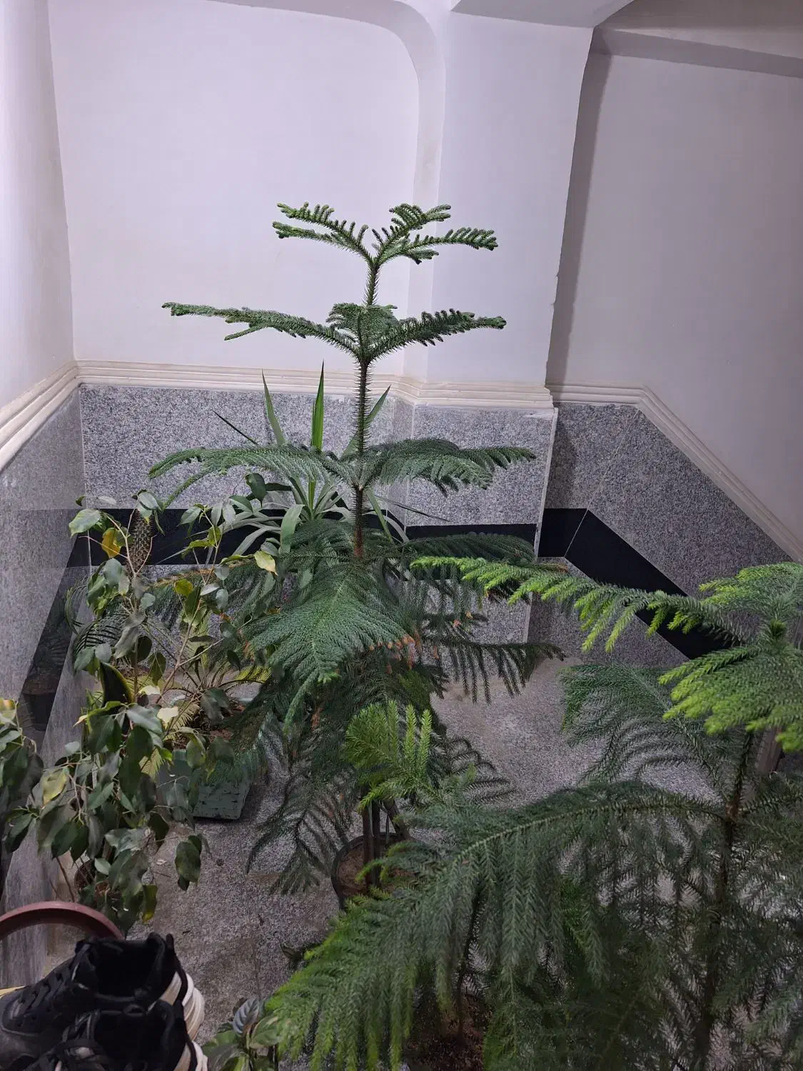 فروش فوری چند عدد گل نصف قیمت بازار|گل و گیاه طبیعی|کهنوج, |دیوار