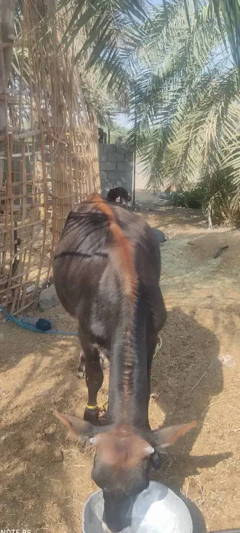 بره  گاو ابستن  گوساله ماده|حیوانات مزرعه|بندرعباس, |دیوار