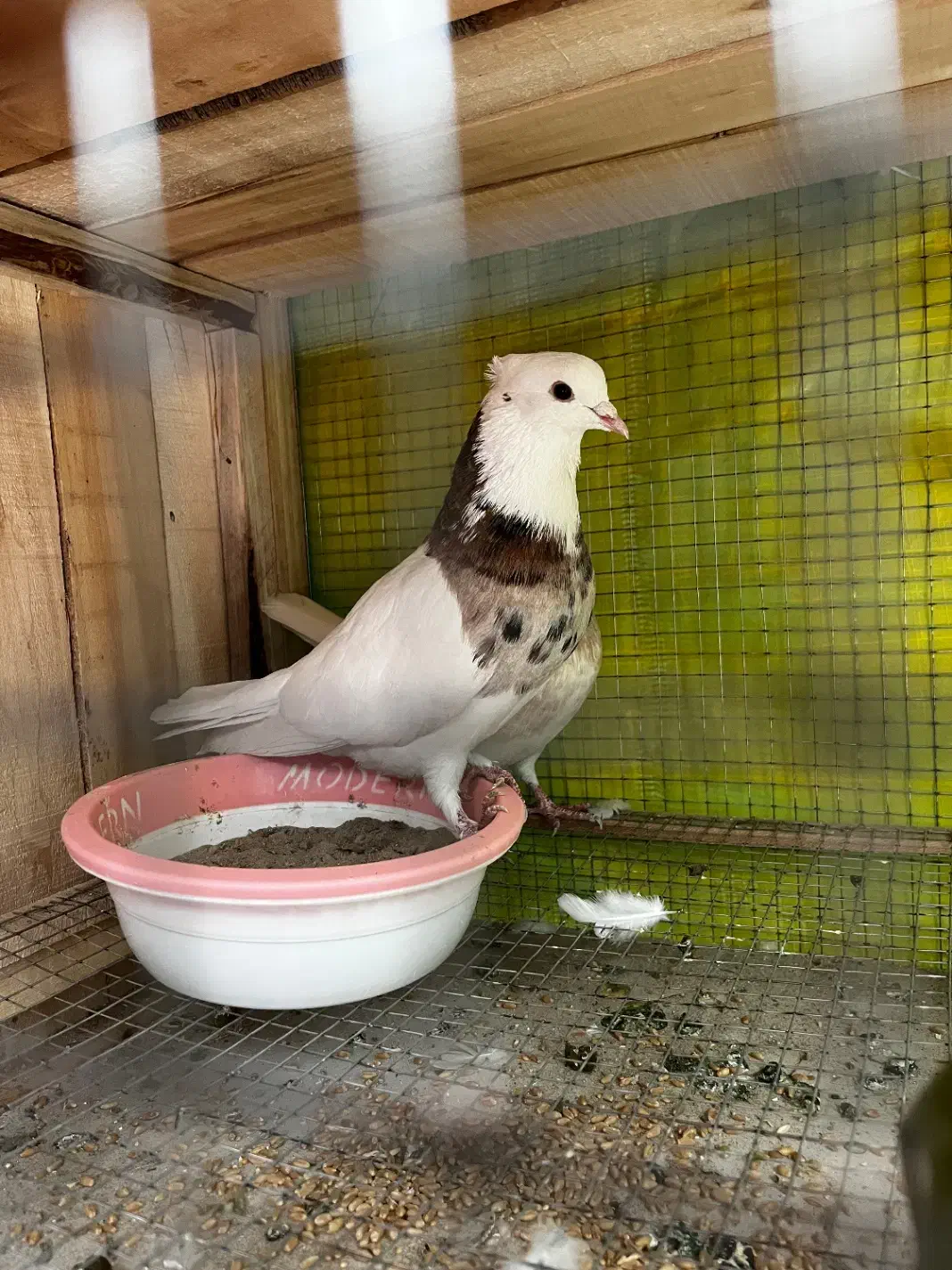 طوقی پاک|پرنده|مبارکه, |دیوار