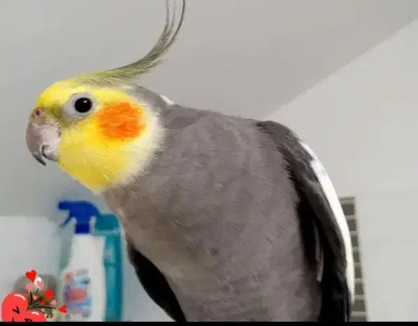 عروس هلندی گمشده|حیوانات|نیشابور, خط کاشمر|دیوار