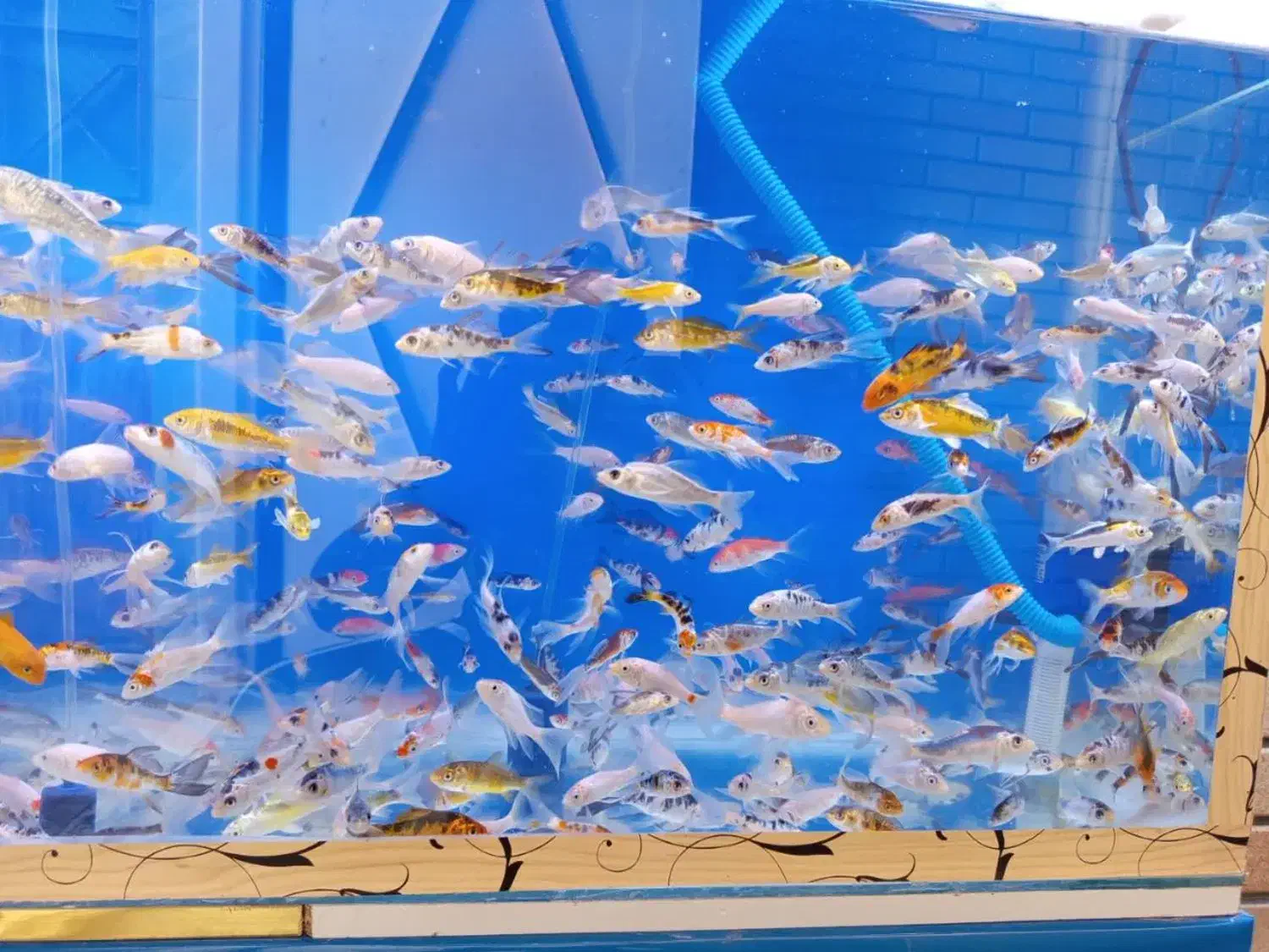 ماهی کوی|ماهی|یزد, |دیوار