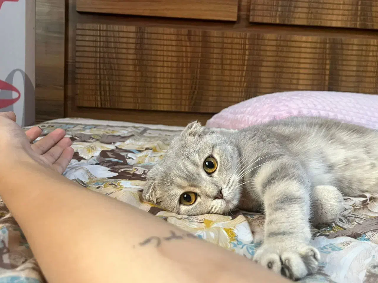 گربه اسکاتیش بلو|گربه|شیراز, فرگاز|دیوار