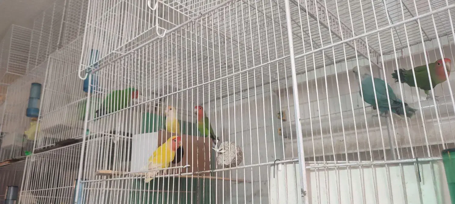 انواع فنچ گلدین .ستاره ای ،جغدی،کراواتی ،گلوبریده|پرنده|شیروان (خراسان), |دیوار