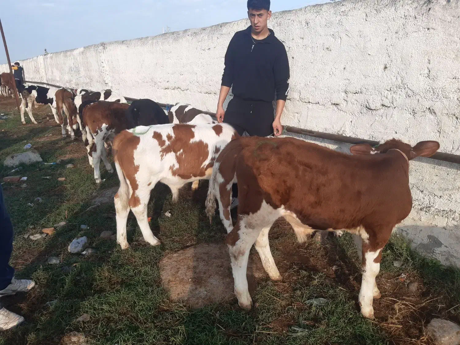 گوساله درجه یک موجود|حیوانات مزرعه|سیجوال, |دیوار