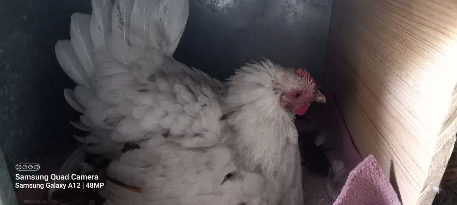 مرغ کرچ|حیوانات مزرعه|سرپل ذهاب, |دیوار