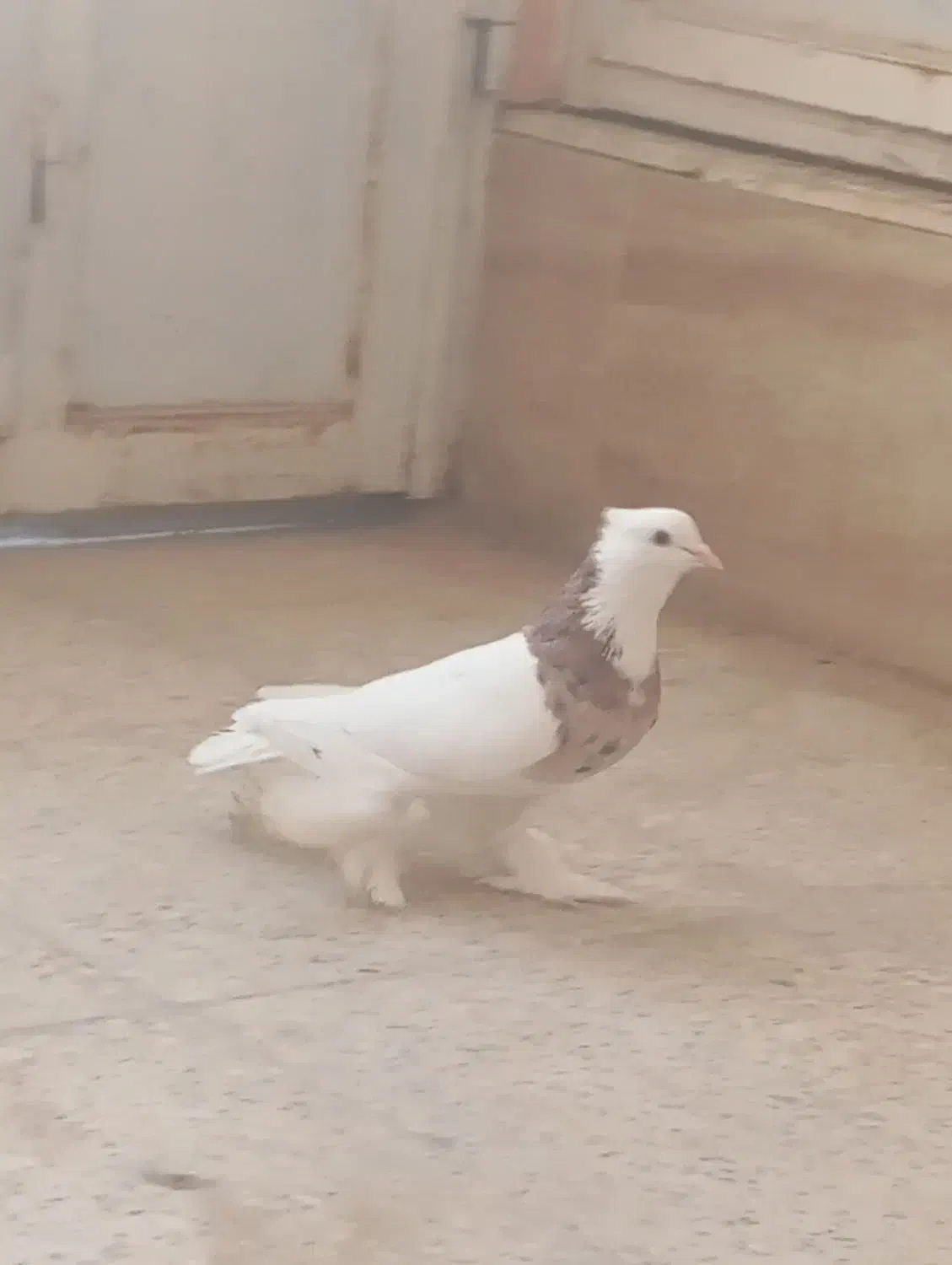 نر طوقی سرور|پرنده|زارچ, |دیوار