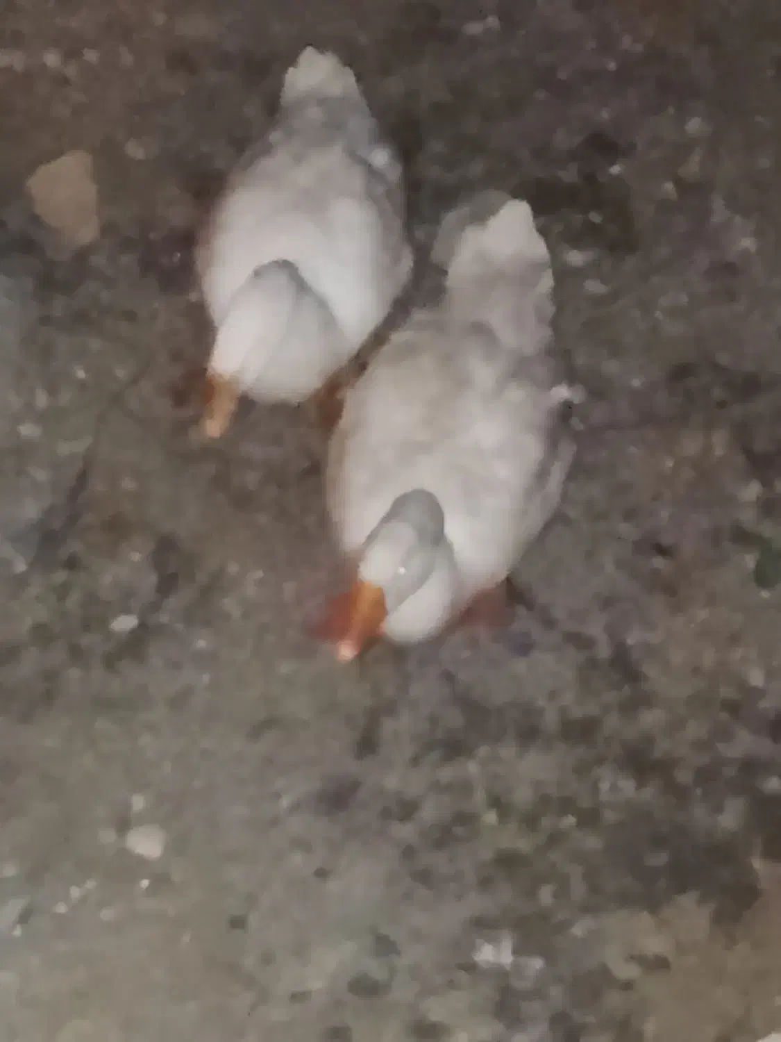 قوغاز|حیوانات مزرعه|اردبیل, |دیوار