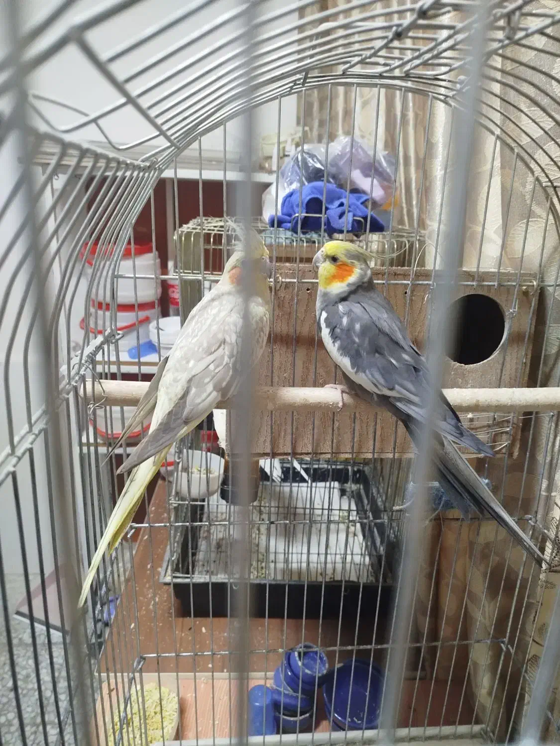 فروش سه جفت عروس مولد|پرنده|تهران, آهنگ|دیوار