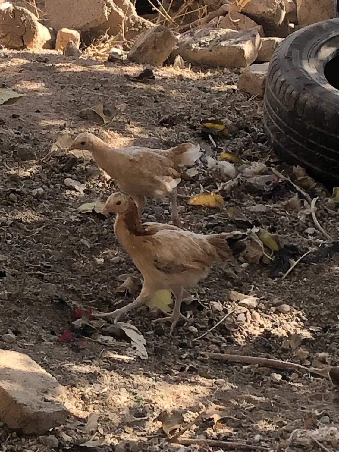 جوجه مرغ سرحال بشرط|حیوانات مزرعه|باخزر, |دیوار