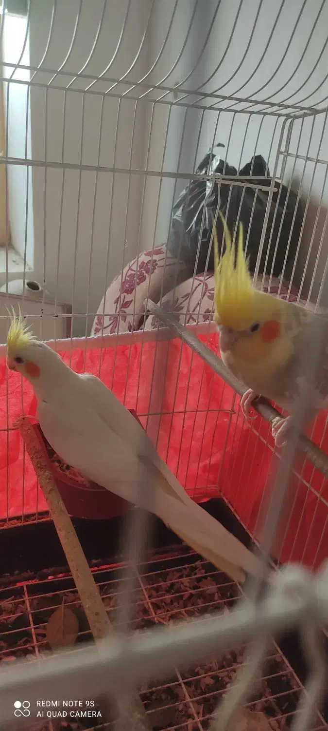 عروس هلندی|پرنده|بندر کنگان, |دیوار