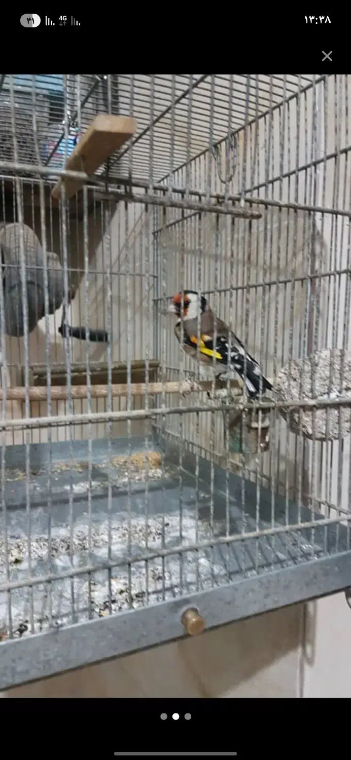 با سلام سهره نر کوتا بلند خون|پرنده|کهریزک, |دیوار