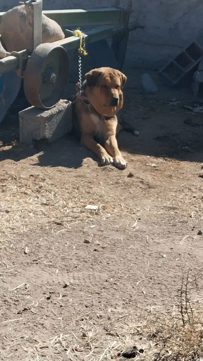 سگ عراقی|سگ|معصومیه, |دیوار