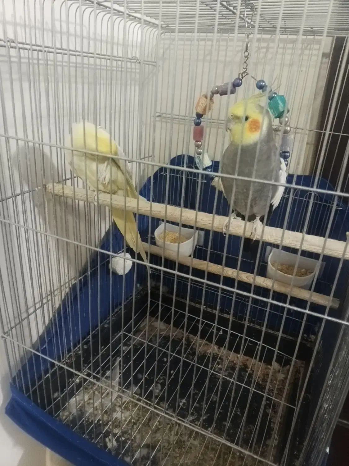 فروش عروس هلندی|پرنده|کهریزک, |دیوار