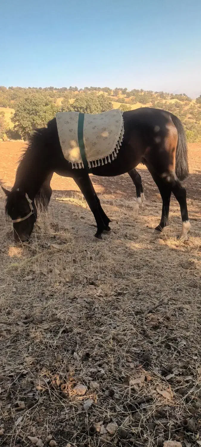 اسب مادیون|اسب و تجهیزات اسبسواری|پاپی, |دیوار