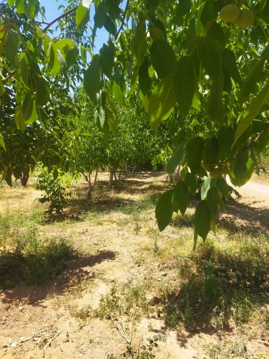 فرصتی بی نظیر برای خرید باغ در منطقه پل زمانخان|فروش زمین و ملک کلنگی|فولادشهر, مسکن مهر فولادشهر|دیوار