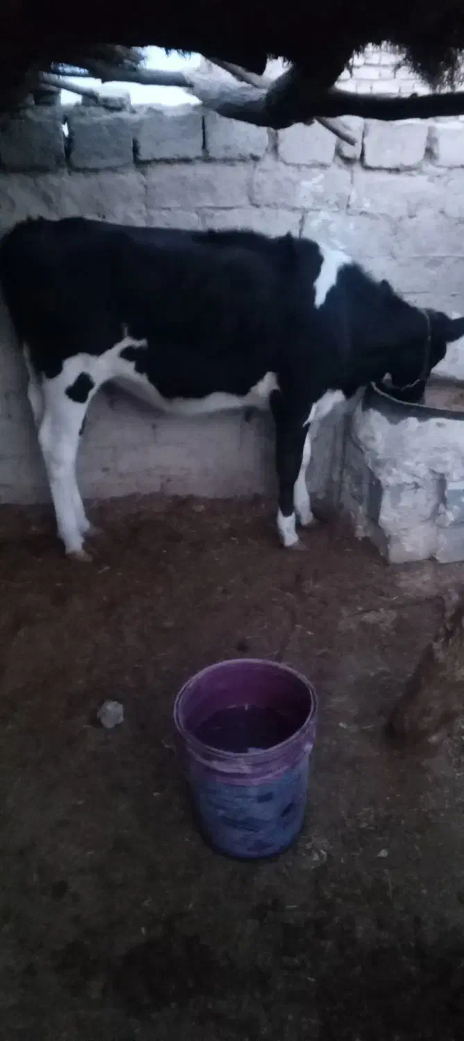 س گوساله نژاد فروشی است|حیوانات مزرعه|جزنیک, |دیوار