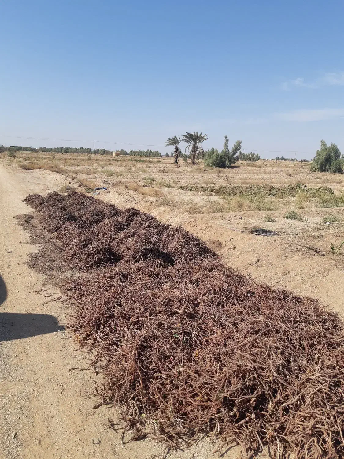 روناس فروشی|عمده‌فروشی|اردکان, |دیوار