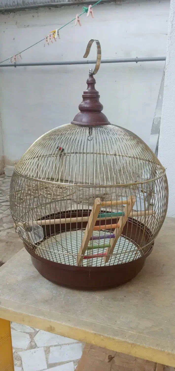 قفس پرنده|لوازم جانبی حیوانات|رشت, دروازه لاکان|دیوار